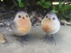 Pair Of Cute Robin Birds Ornaments Garden Resin Weatherproof Gift