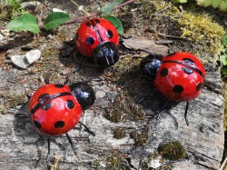 Ladybird Trio